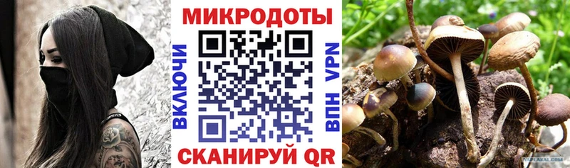 Псилоцибиновые грибы Psilocybe  Южно-Сахалинск 